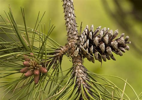 Maritime Pine Pinus Pinaster Photograph By Bob Gibbons Fine Art America