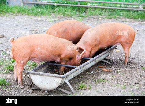 Three 3 Pigs Feeding From Trough Stock Photo Alamy