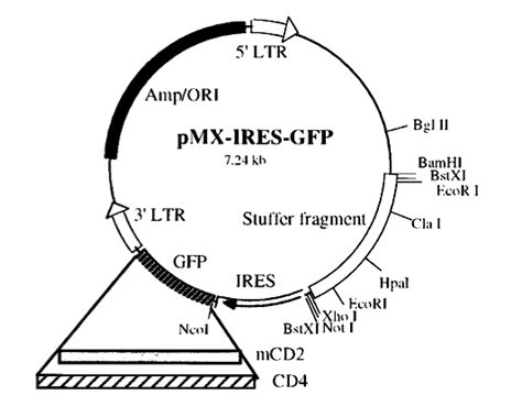 Pmx Ires Gfp Addgene Vector Database Plasmids Expression Vectors Etc