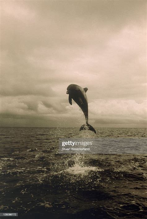 Bottlenose Dolphin Jumping Out Of Water High Res Stock Photo Getty Images