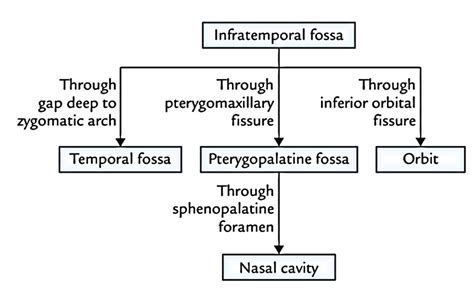 Easy Notes On Infratemporal Fossalearn In Just Minutes