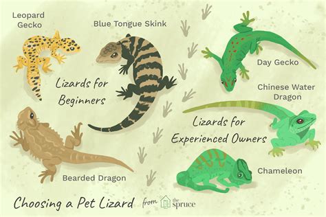 How To Choose And Care For A Pet Lizard