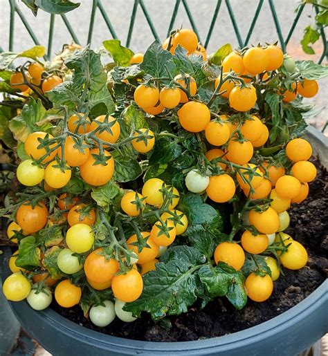 Yellow Tomatoes Micro Gemma Micro Dwarf Tomato