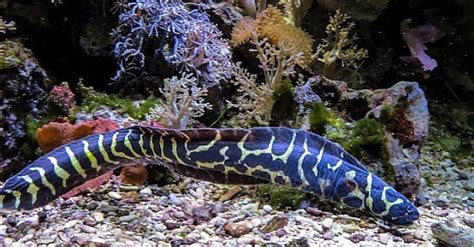 Electric Eel Interesting And Fun Facts Questions