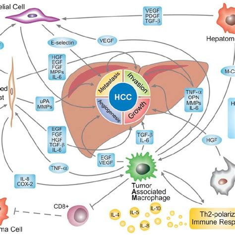 Hepatocellular Carcinoma Hcc Microenvironment Components And Their