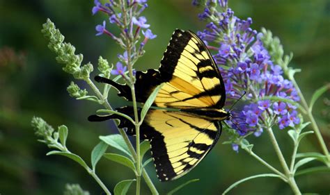 Same day florist flower delivery. Summer Butterfly ~ Washington Dc | Flowers, Plants, Garden