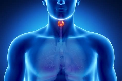 Gut Microbes And The Thyroid Whats The Connection — Health