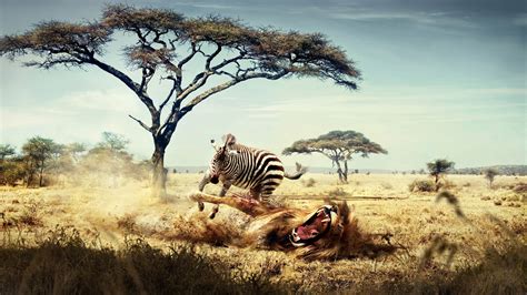 Fantasy Art Lion Zebras Africa Animals Savannah Wallpapers Hd