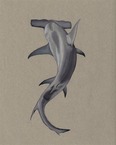 Hammerhead Shark Drawing Print Etsy Shark Drawing Shark Tattoos