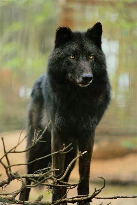 Beautiful Wolf Wolf Dog Wolf Hybrid Black Wolf