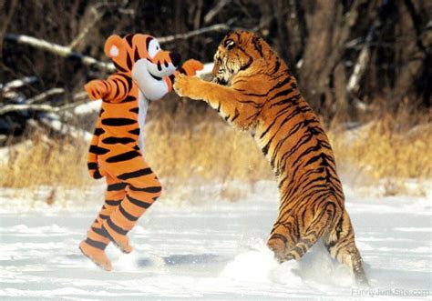 Funny Tiger Pictures Funny Tiger Fight
