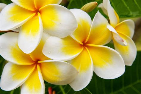 Frangipane Fiore Impariamo A Coltivare La Plumeria Pollice Verde