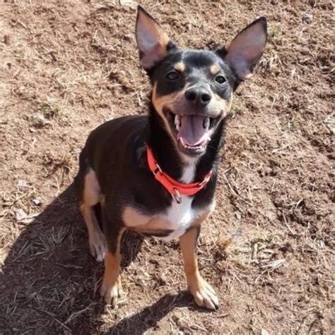 To submit an adoption application, click here. Dog Adoptions | Dog Shelter Atlanta | Furkids - Georgia's ...