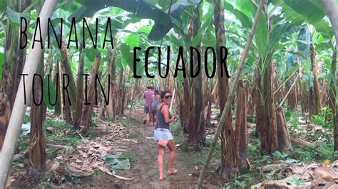 Banana Plantation Tour In Ecuador Youtube