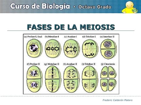 Biologia Fases De La Miosis
