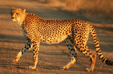 Topmost 10 Fastest Land Animals In The World Wiselancer