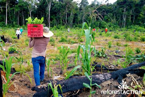 Amazon Emergency Reforestation In Action Reforest Action