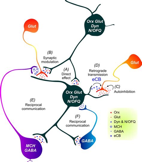 Local Network Regulation Of Orexin Neurons In The Lateral Hypothalamus