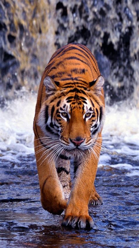 Full Hd Animal Android Mobile Wallpapers - Wallpaper Cave