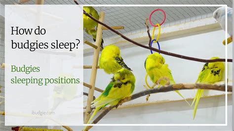 How Do Budgies Sleep Budgies Sleeping Positions Explained Pb News