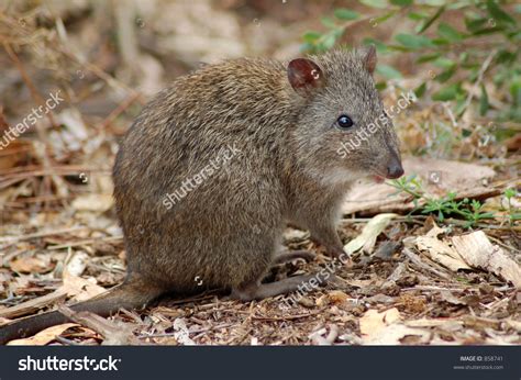 Download Potoroo clipart for free - Designlooter 2020 👨‍🎨