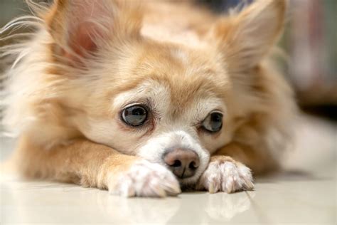 Facts You Need To Know About Cancer In Chihuahuas