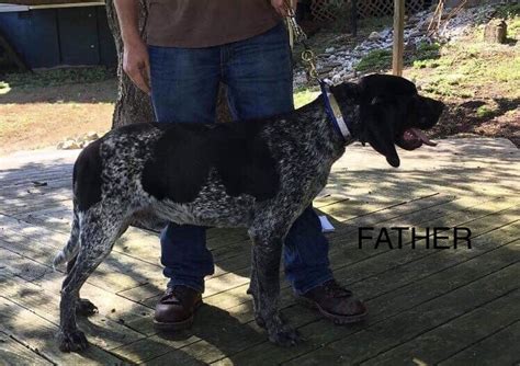 Review how much bluetick coonhound puppies for sale sell for below. Bluetick Coonhound Puppies For Sale | Hookerton, NC #303435