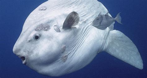 Meet The Ocean Sunfish The Giant Sea Dweller Known As Mola Mola