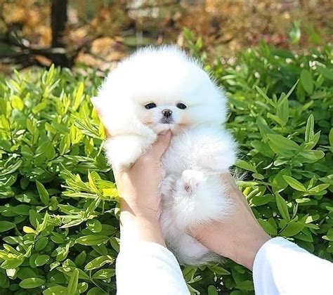 Teacup Pomeranian Breed Information And Ultimate Care Guide Vlrengbr