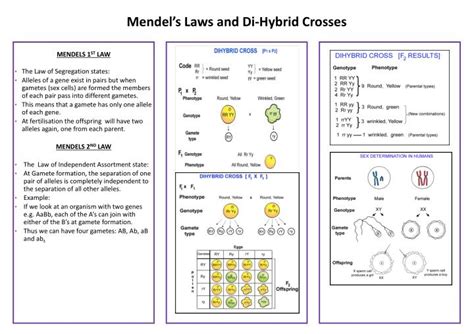 Each plant has a pair of this type of gene. PPT - Mendel's Laws and Di-Hybrid Crosses PowerPoint ...