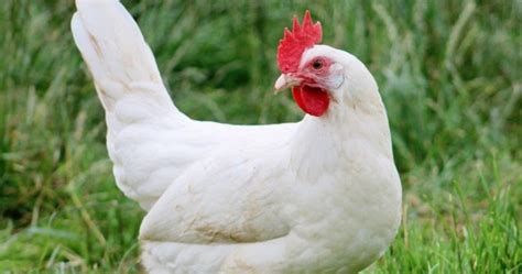 Oktober 2005), sohn des gründers, brachte 1968 die laverda 650 heraus, deren hubraum wenig später auf 750 cm³ erhöht wurde. Auguri di Pasqua: perché la gallina non ha le piume variopinte