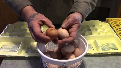selecting eggs for incubation hatching youtube