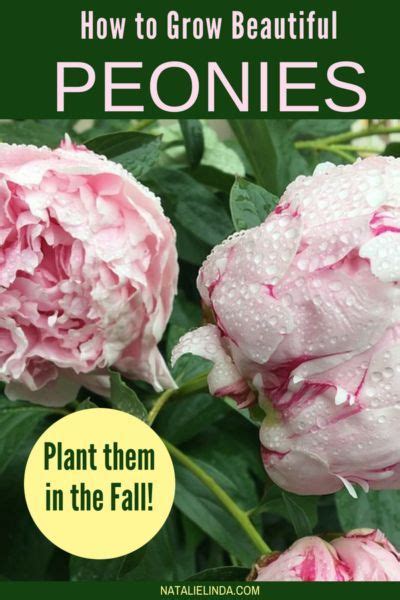 How To Plant And Care For Peonies Peony Care Planting Flowers
