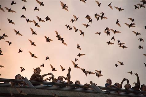 1004mexican Freetail Bats Ann Richards Bridge Austin Bats For