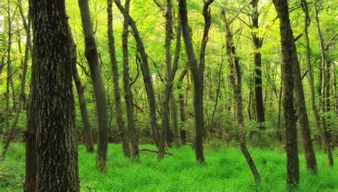 Free Images Tree Branch Sunlight Green Vegetation Deciduous