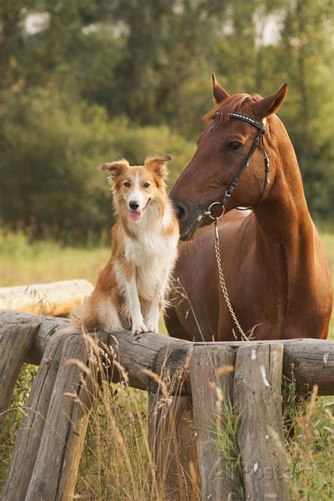Red Border Collie Dog And Horse Photographic Print Ksuksa
