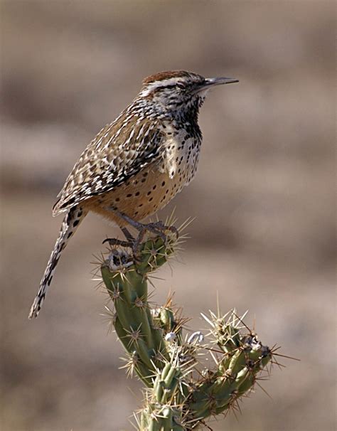 List Of Birds Of Arizona Wikipedia