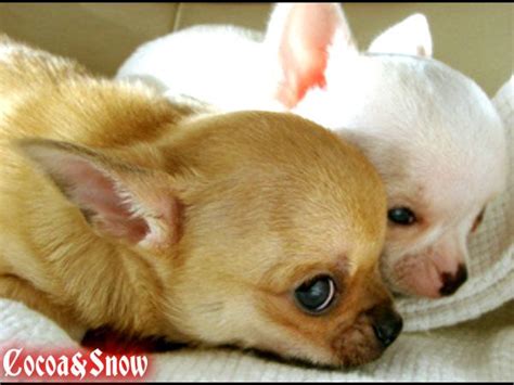 Get 2 Chihuahua Puppies Name Cocoa Chihuahua Puppies Baby Animals