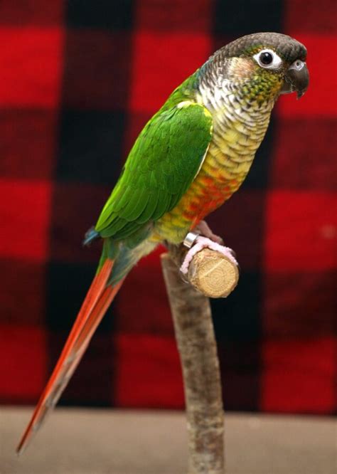 Green Cheek Conure Parrot How Did I Choose