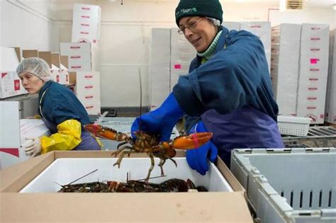 Trade Tensions May Hit Canadas Lobster Industry