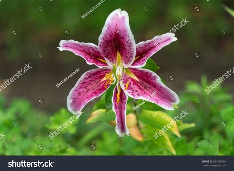 Lily Flower Lilium Speciosum Uchida Wild Stock Photo 584258191