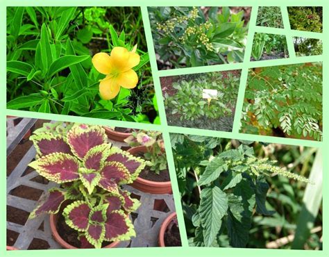 Tanaman obat keluarga (toga) adalah jenis tanaman herbal yang ditanam di halaman rumah. 10 Jenis Tanaman Obat Keluarga dan Manfaatnya Untuk Kesehatan & Kecantikan - Jatik.com