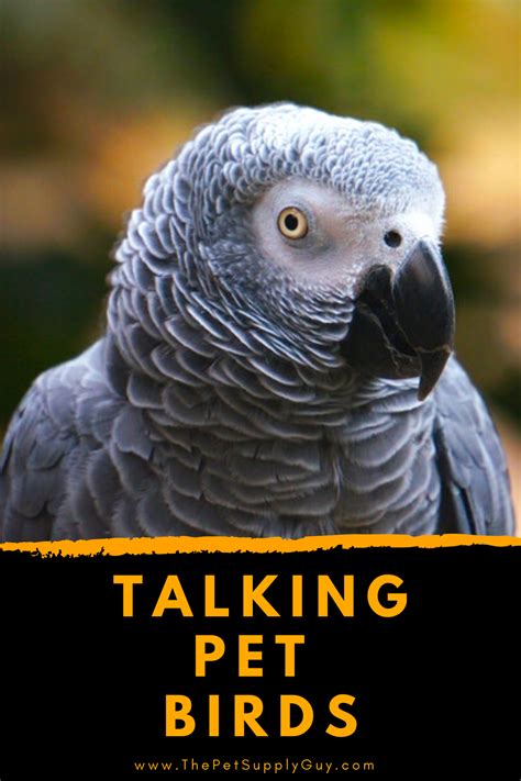 Best Pet Birds That Can Talk Read More