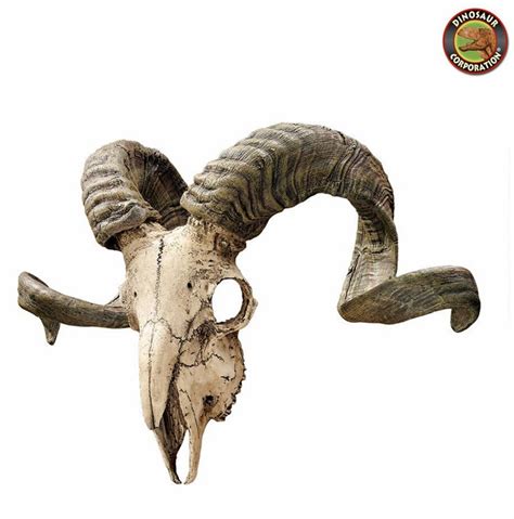 Corsican Ram Skull With Horns