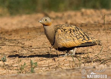 Black Bellied Sandgrouse Photos Black Bellied Sandgrouse Images