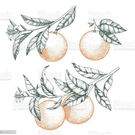 Oranges Sur Un Ensemble De Branche Illustration De Vecteur Disolement