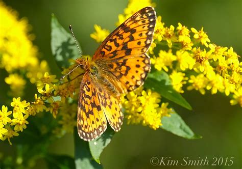 Silver Bordered Fritillary ©kim Smith 2015 Kim Smith Films