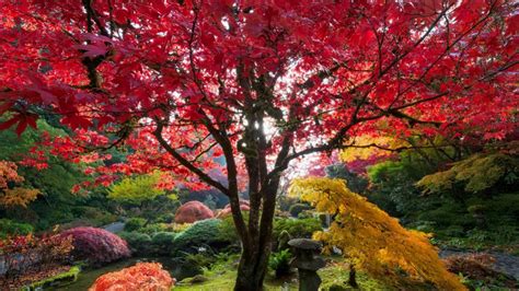 Red Autumn Leafed Tree Branches Colorful Flowers Leaves Plants Garden