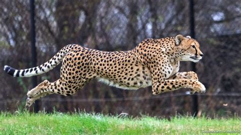 Worlds Fastest Captive Cheetah Dies At Cincinnati Zoo