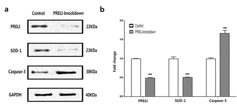 Effects Of Preli In Oxidative Stressed Hepg2 Cells